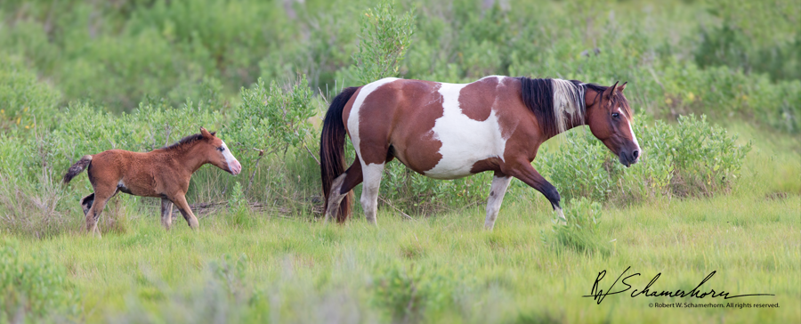 Wildlife Photography Gallery Image