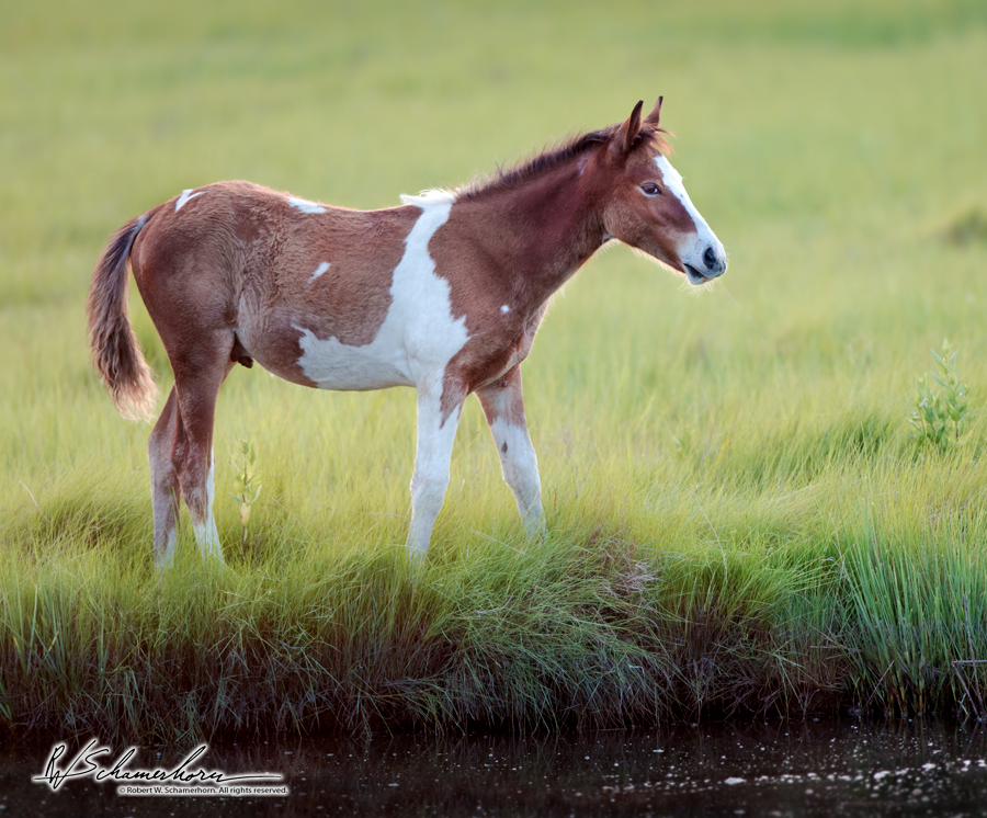 Wildlife Photography Gallery Image