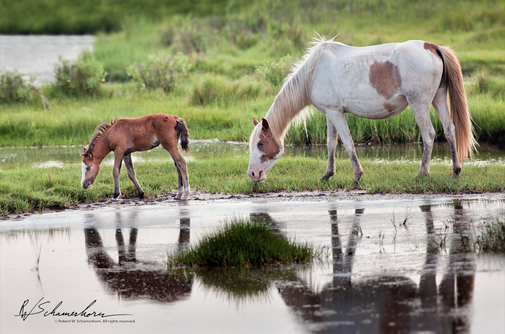 Wildlife Photography Gallery Image