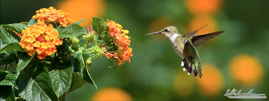 Wildlife Photography Gallery Image