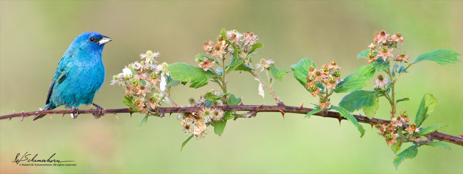 Wildlife Photography Gallery Image